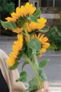 江宴白问夏的小说繁花难入深渊